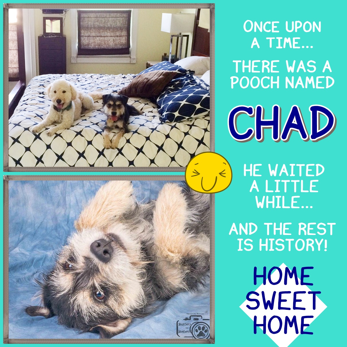 Chad (Terrier Mix) adopted