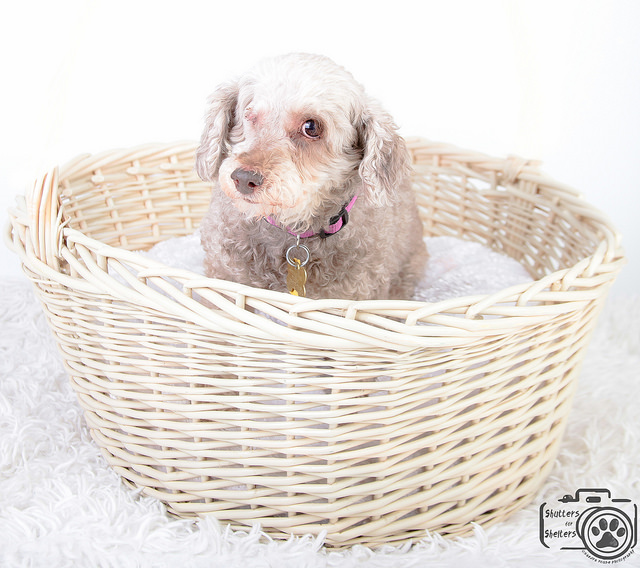 Chocolate (Poodle) for adoption