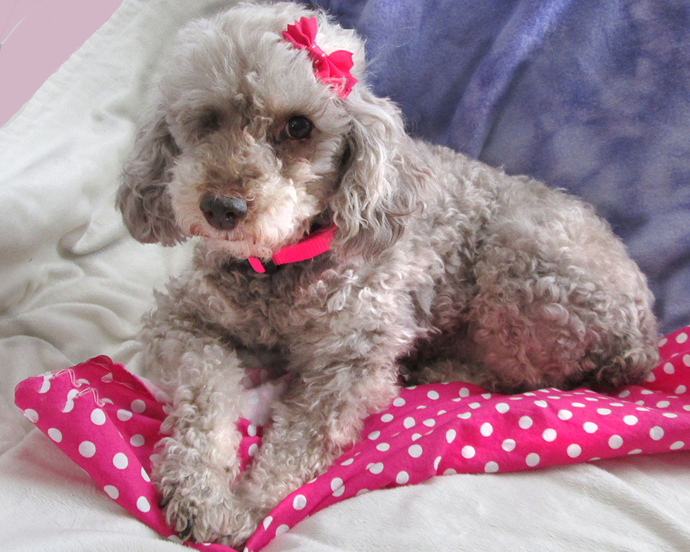 Coco (Poodle) for adoption