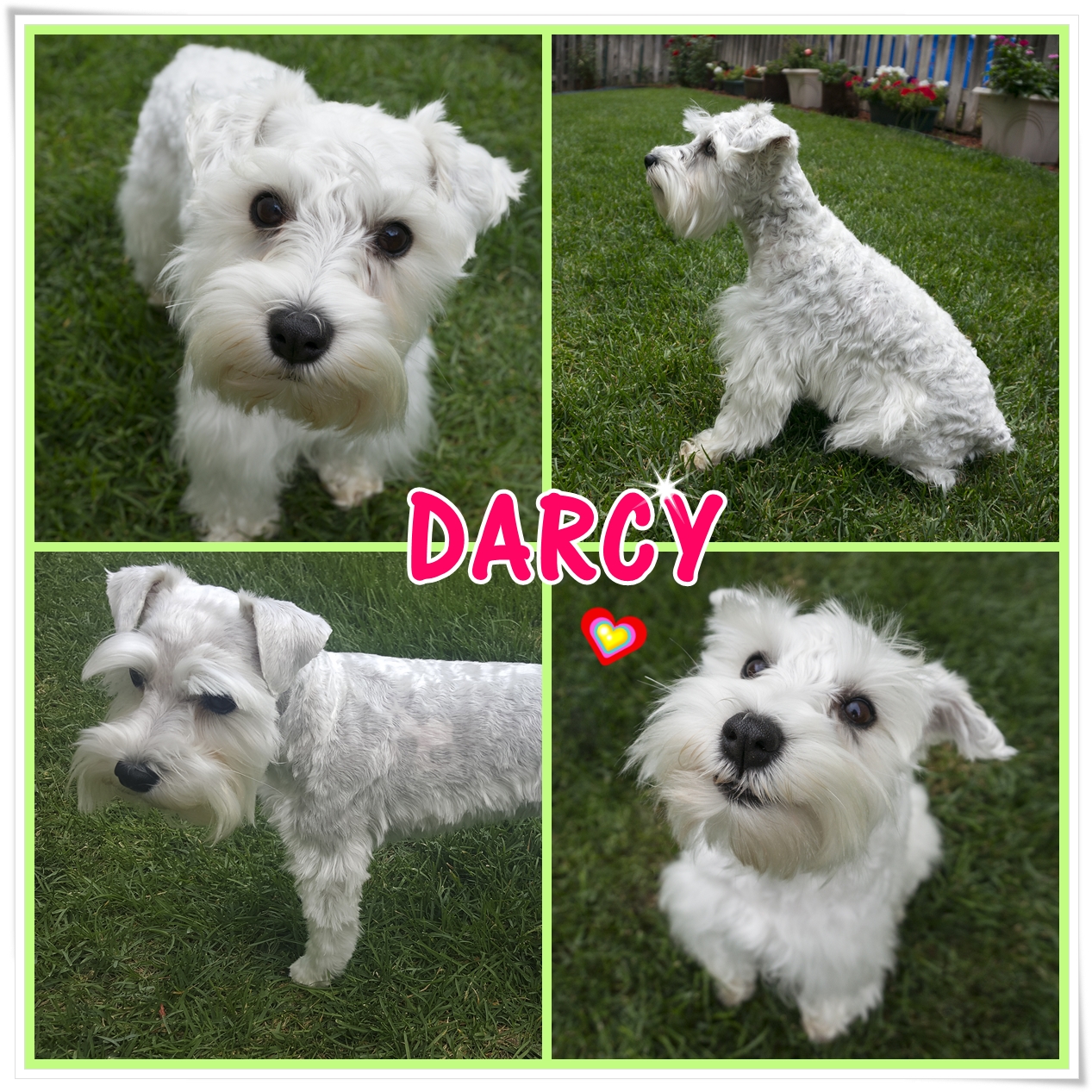 Darcy (White Miniature Schnauzer for adoption)