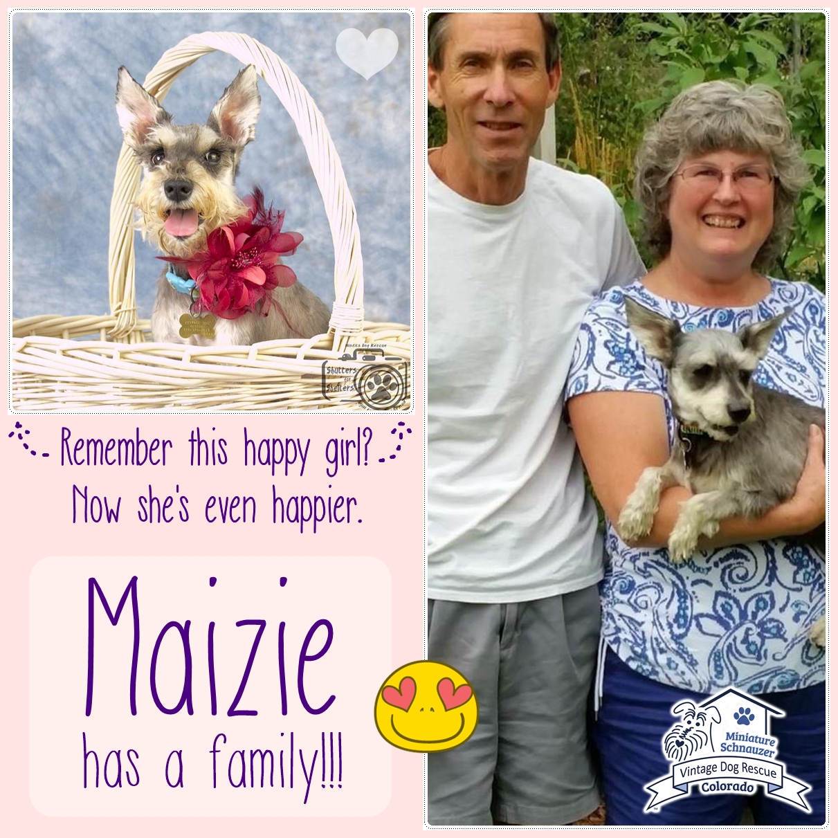 Maizie (Schnauzer Adopted!)