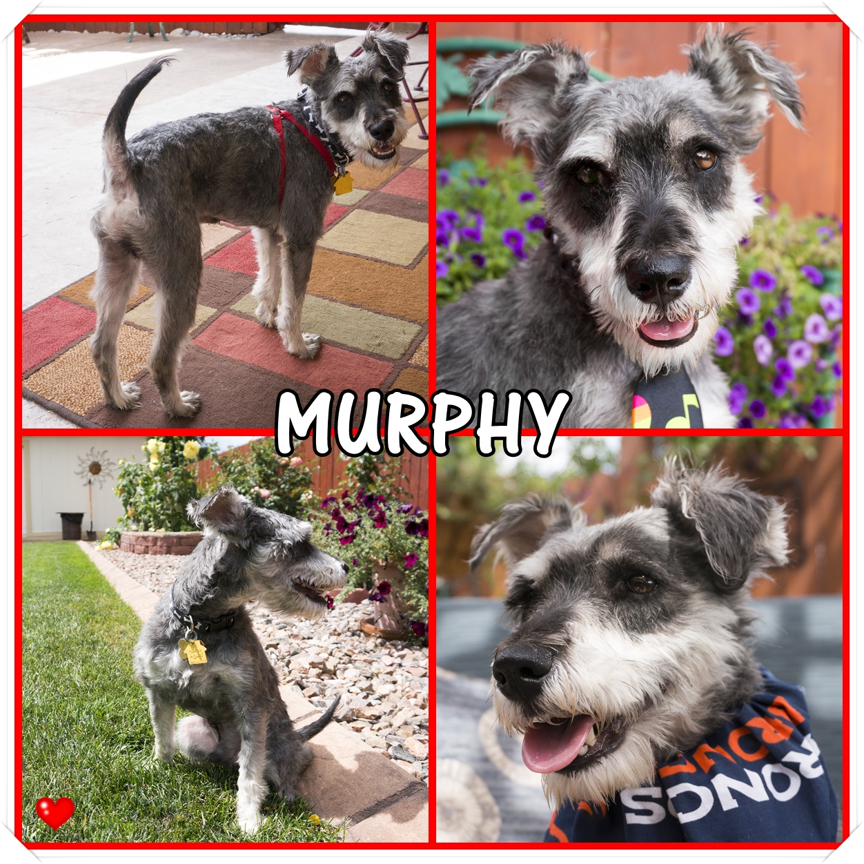 Murphy (Mini Schnauzer for adoption)