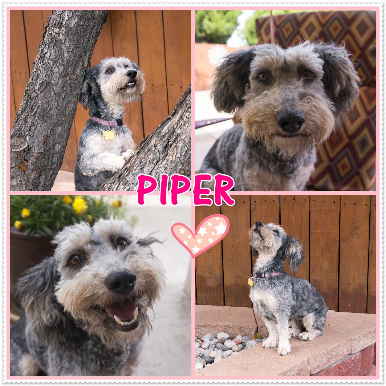 Piper (Schnauzer / Bichon Frise for adoption)