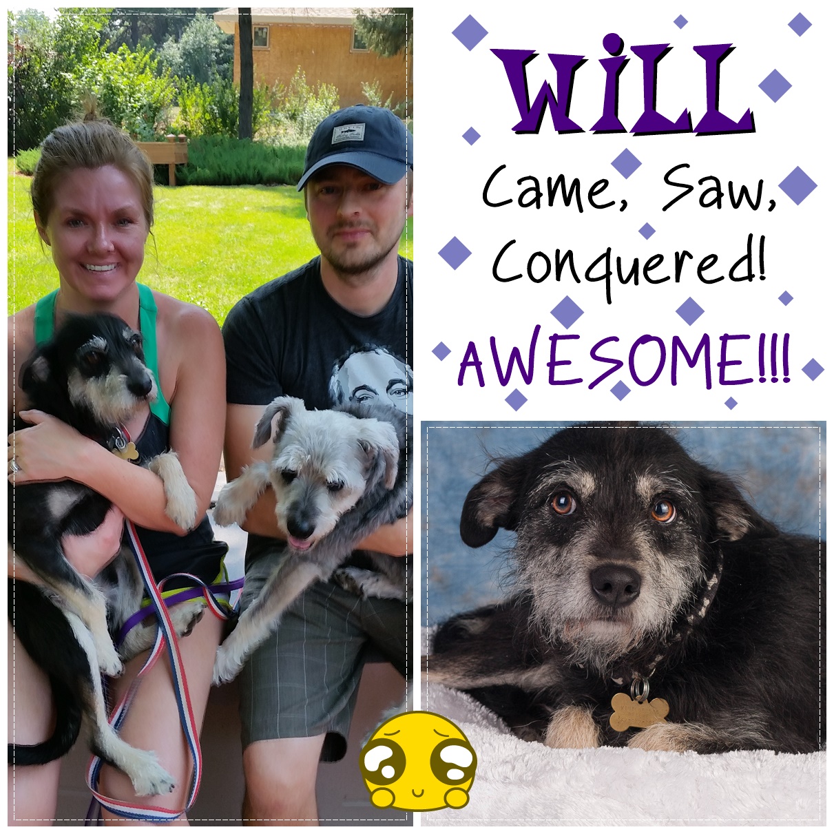 Will (Terrier Mix) Adopted
