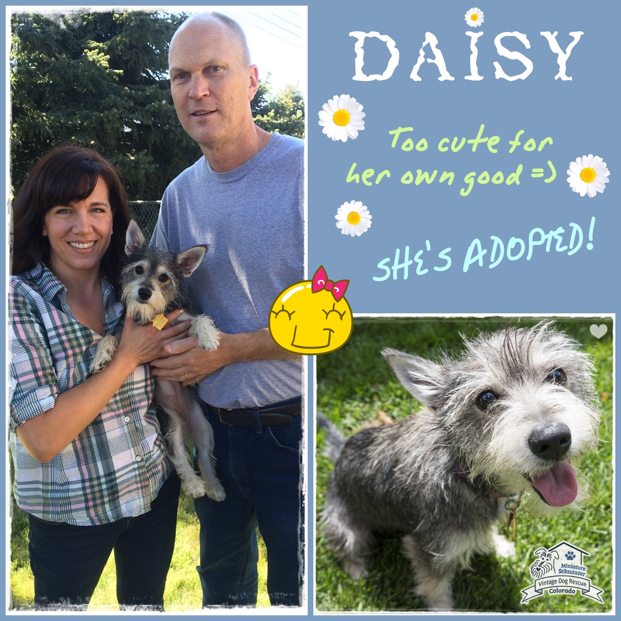 Daisy (Schnauzer/Terrier Mix adopted)