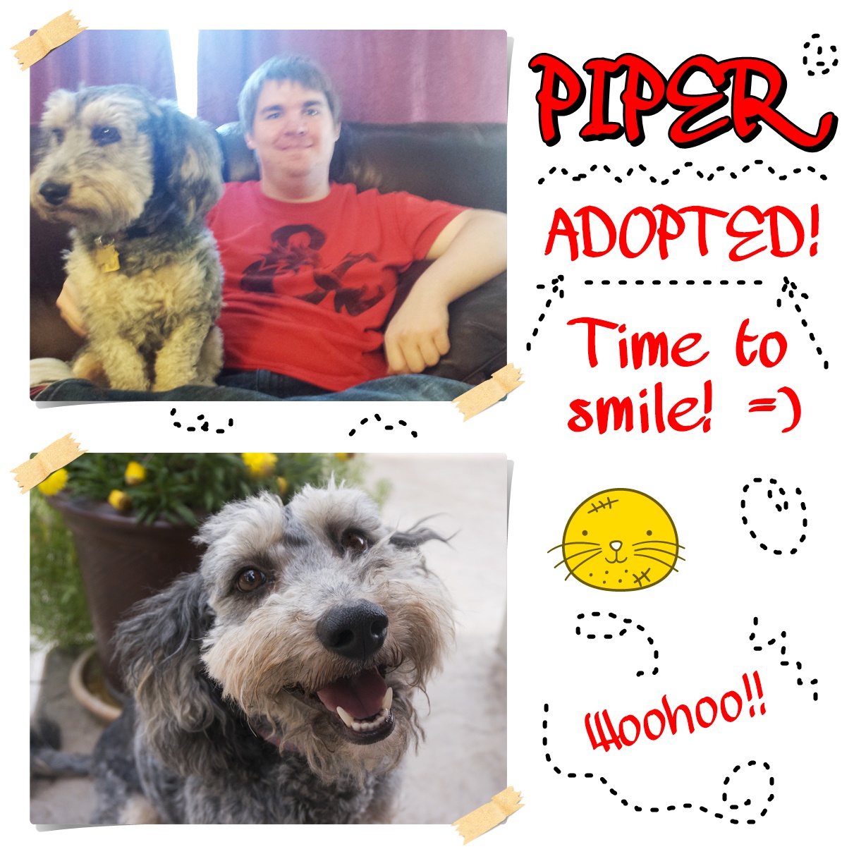 Piper (Schnauzer / Bichon Frise adopted)