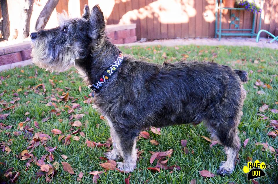 Jake (Mini Schnauzer for adoption)