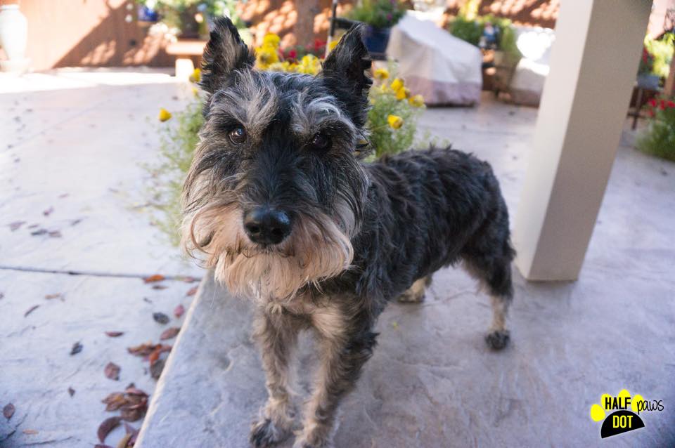 Jake (Mini Schnauzer for adoption)