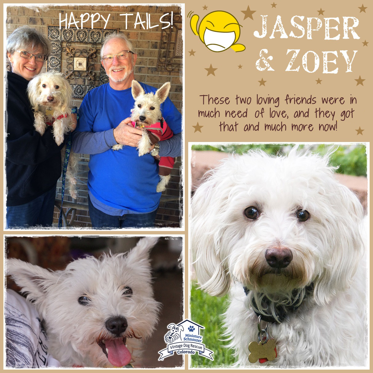 Jasper & Zoey (Terrier Mix Dogs) Adopted
