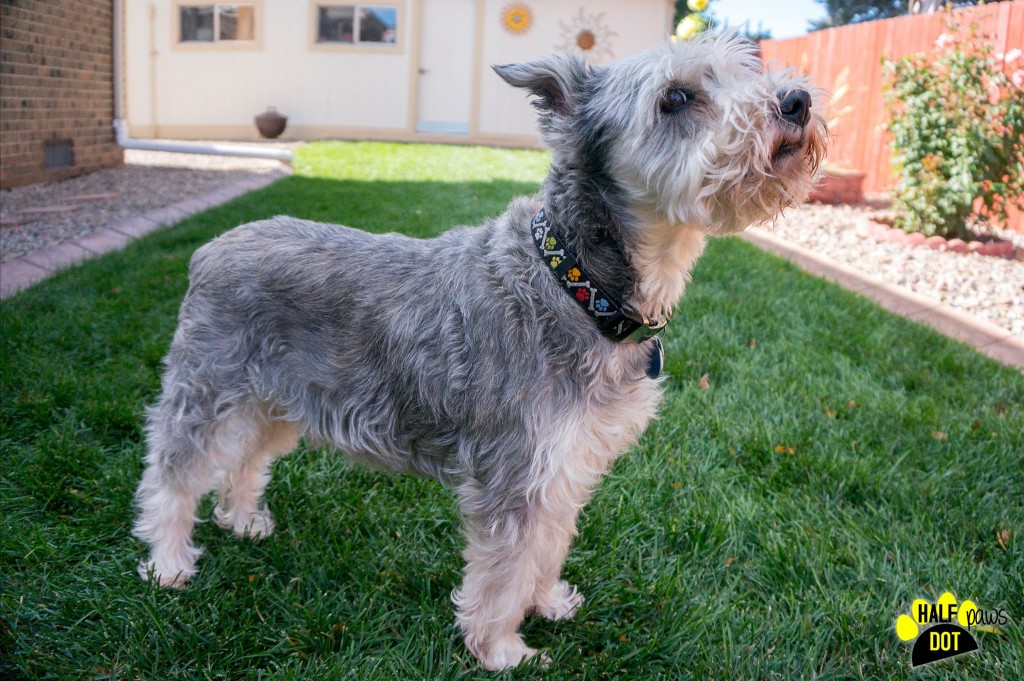 Lucky (Mini Schnauzer for adoption)