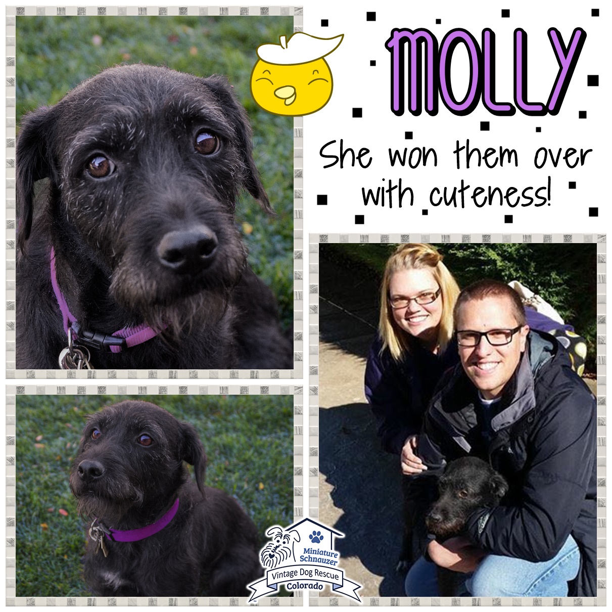 Molly (Terrier Mix) Adopted