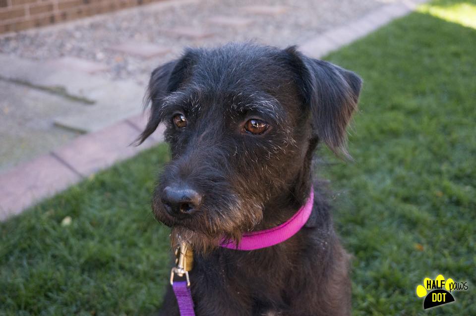 Molly (Terrier Mix for adoption)