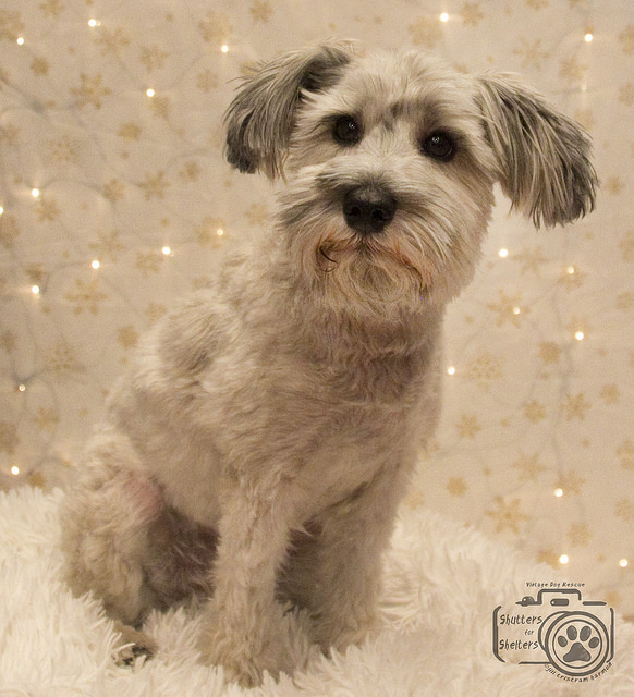 Tutu (Schnoodle for adoption)