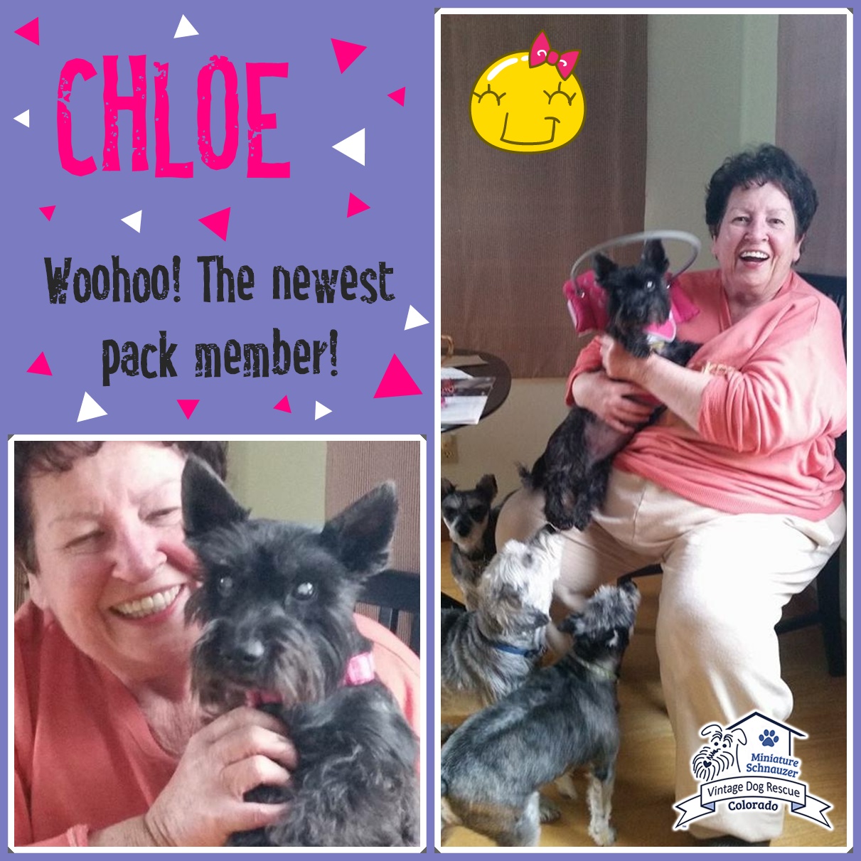 Chloe (Schnauzer / Terrier Mix) adotped