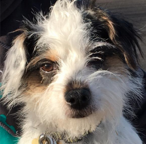 Izzy (Terrier Mix puppy) for adoption