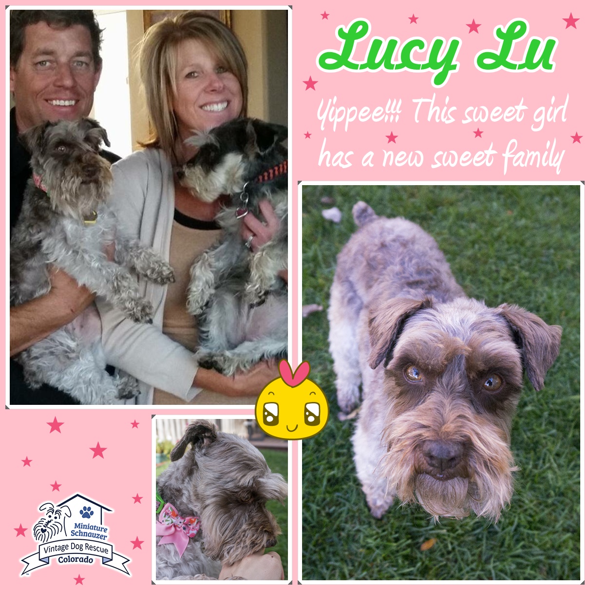 Lucy Lu (Mini Schnauzer) adopted