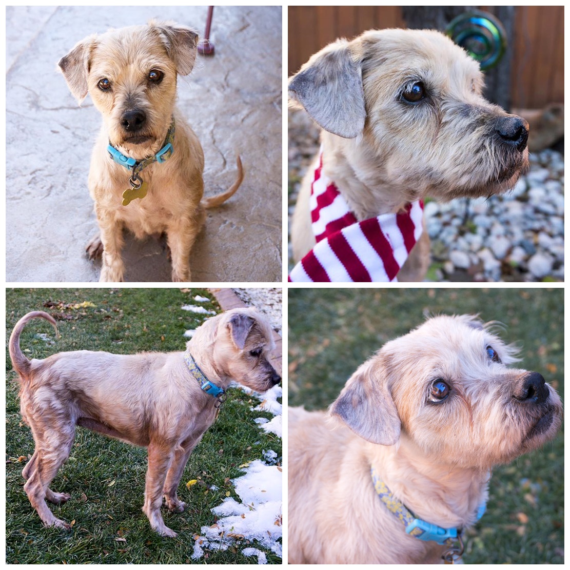 Mandy (Terrier Mix for adoption)