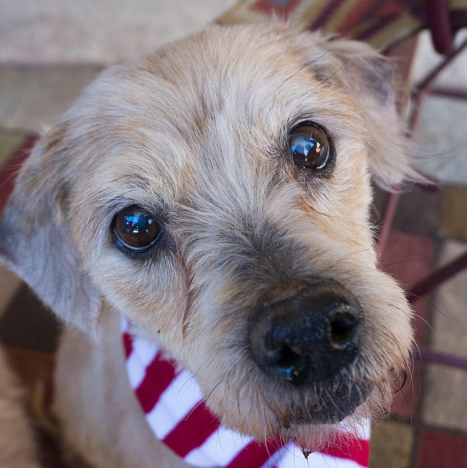 Mandy (Terrier Mix for adoption)