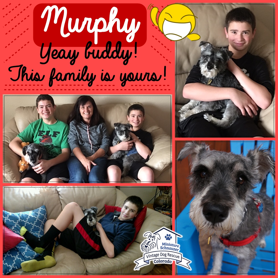 Murphy (Mini Schnauzer) adopted