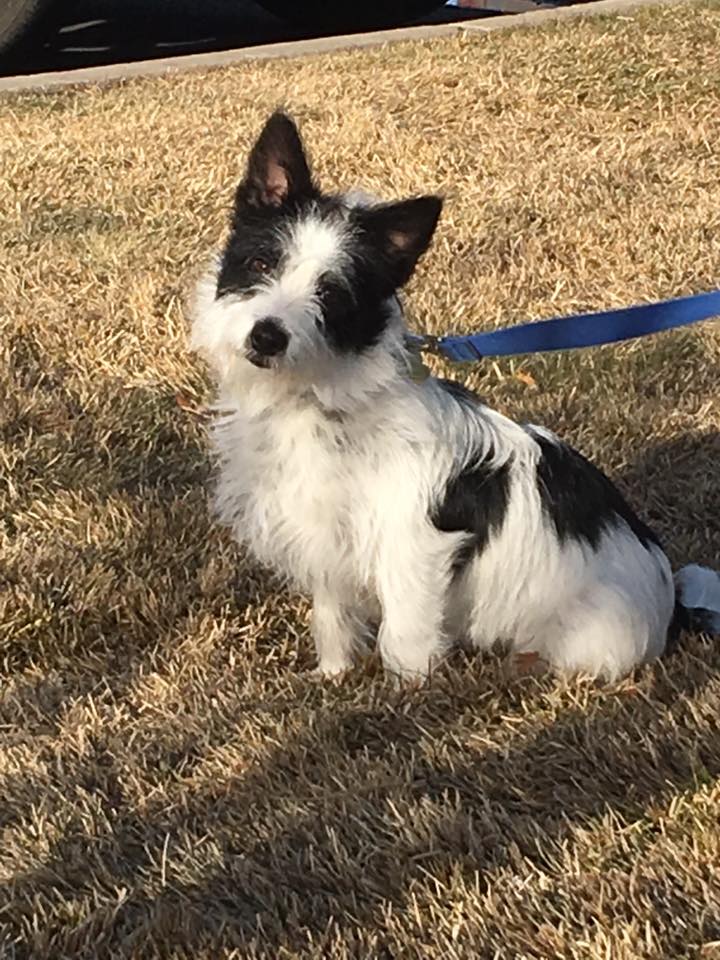 Romeo (Terrier Mix puppy) for adoption