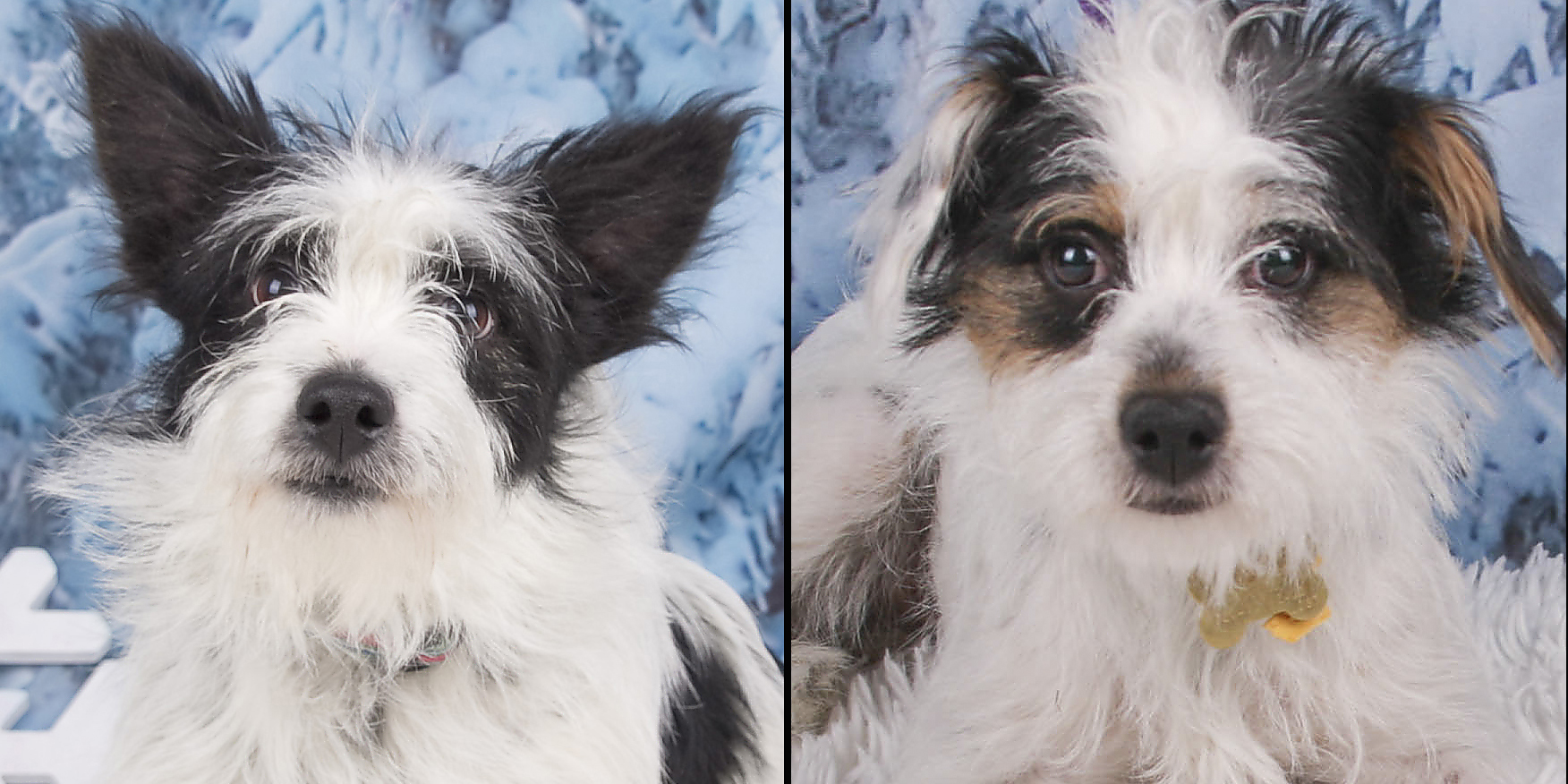 Romeo & Izzy (Terrier Mix puppies) for adoption
