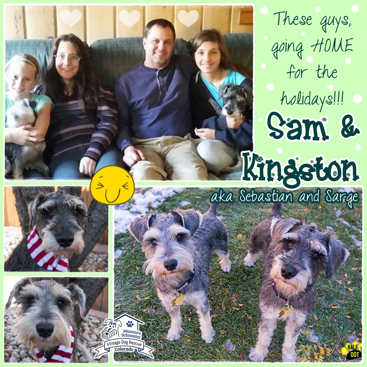 Sam & Kingston (Mini Schnauzers) adopted