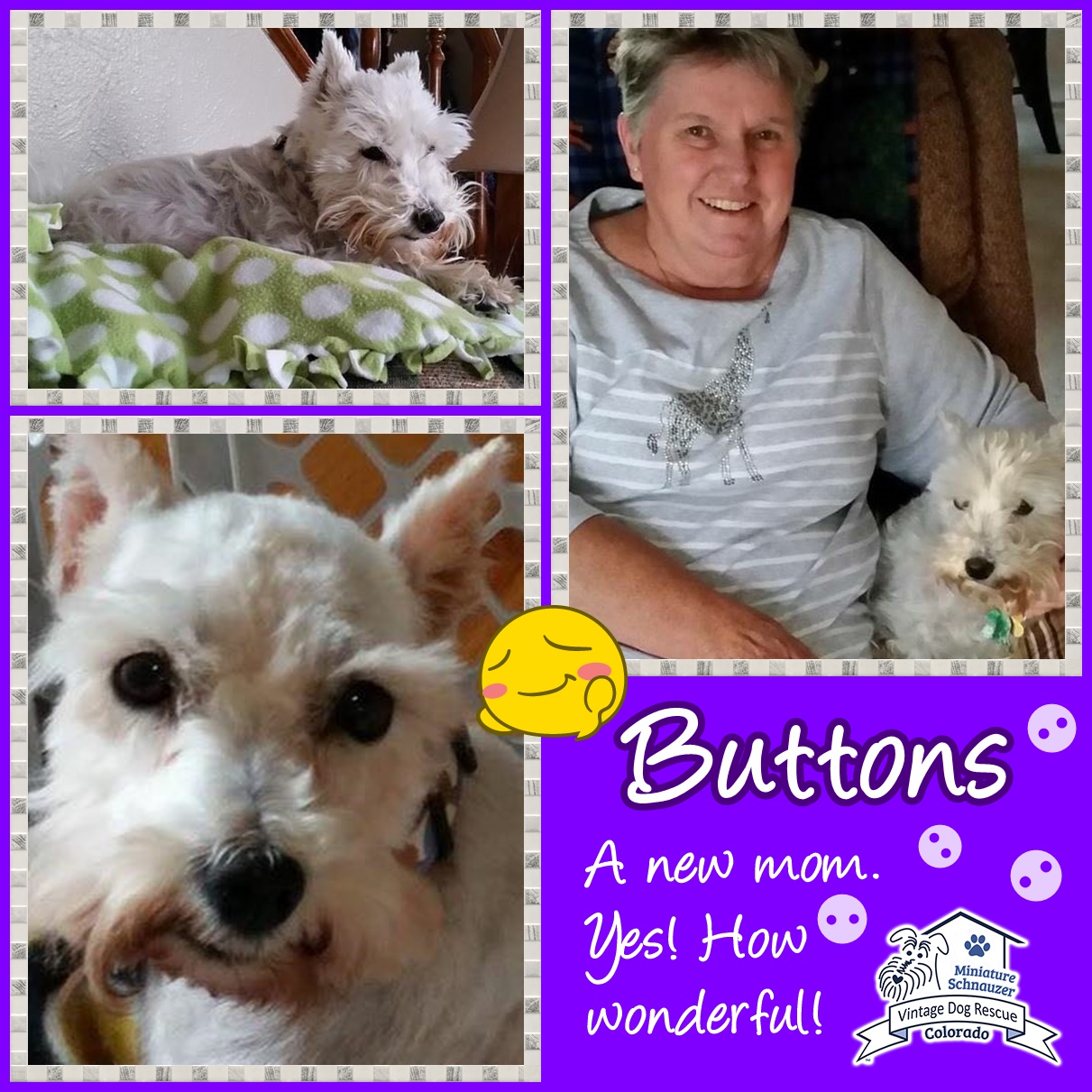 Buttons (Mini Schnauzer adopted)