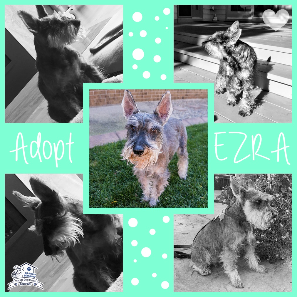Ezra (Mini Schnauzer for adoption)