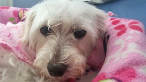 Holly (Maltese/Schnauzer Mix for adoption)