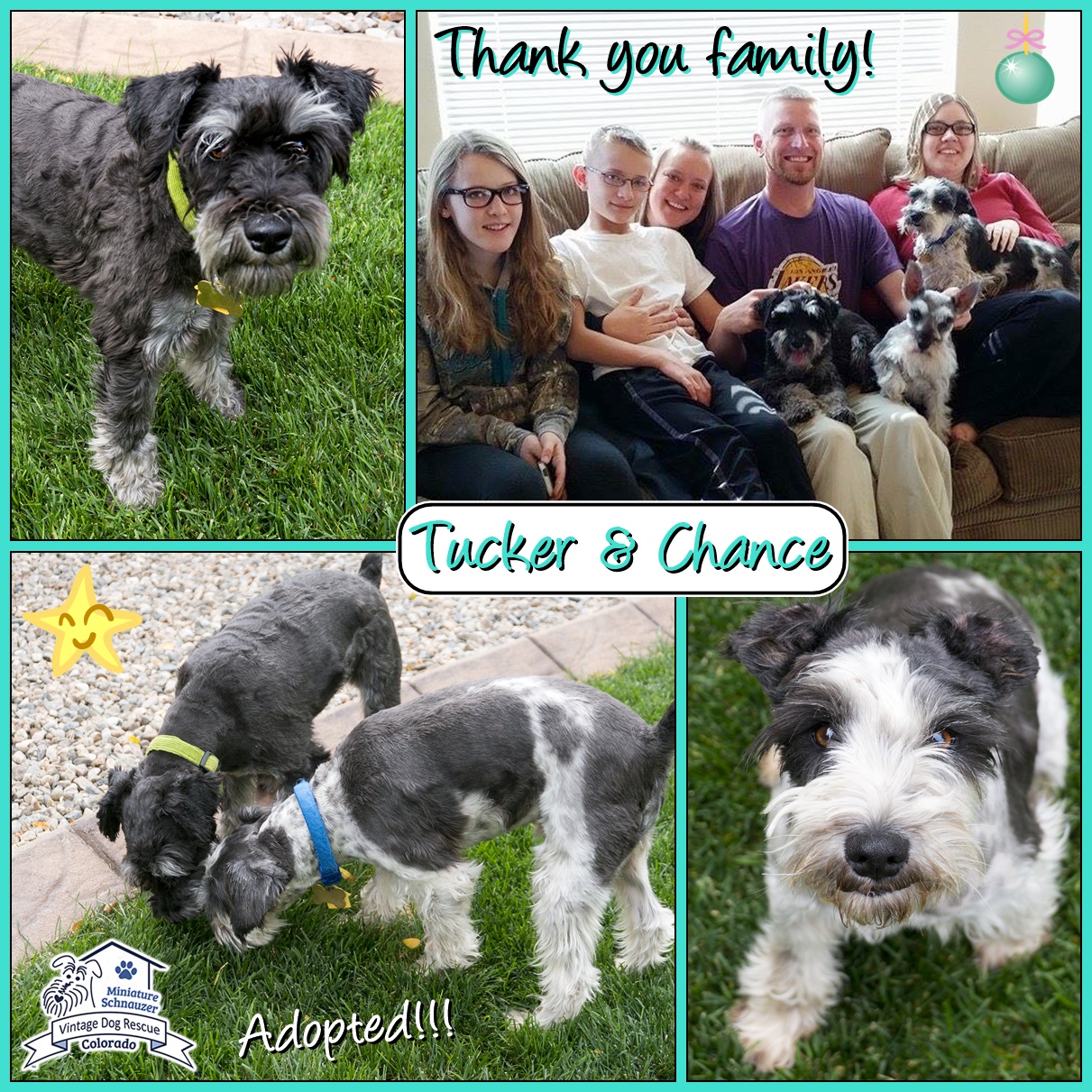 Tucker & Chance (Mini Schnauzers adopted)