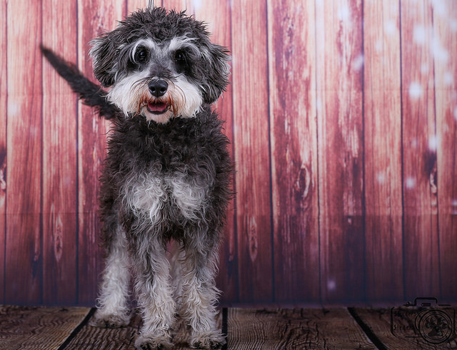 Tinsley (Schnauzer Mix for Adoption)