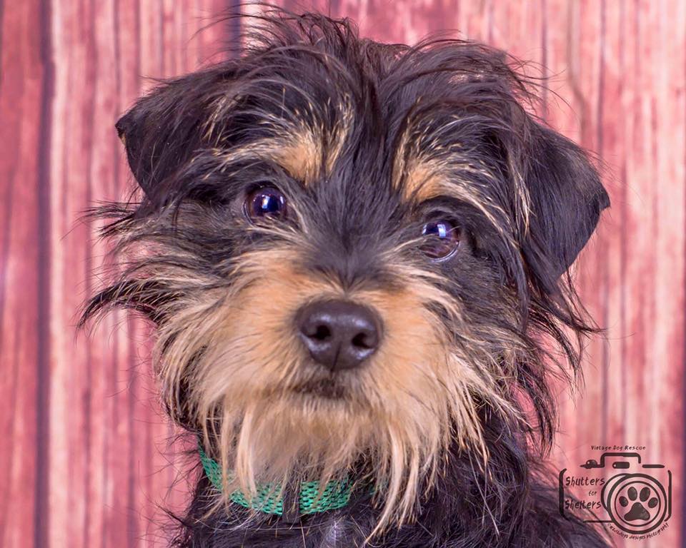 Bear (Mini Schnauzer Mix for adoption)