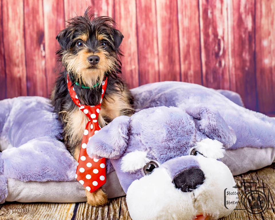 Bear (Mini Schnauzer Mix for adoption)