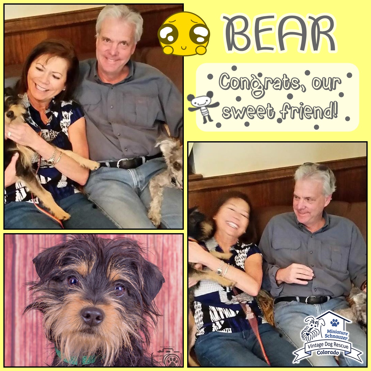 Bear (Terrier Mix) Adopted