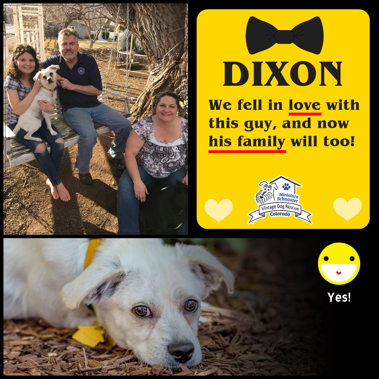 Dixon (Terrier Mix adopted)