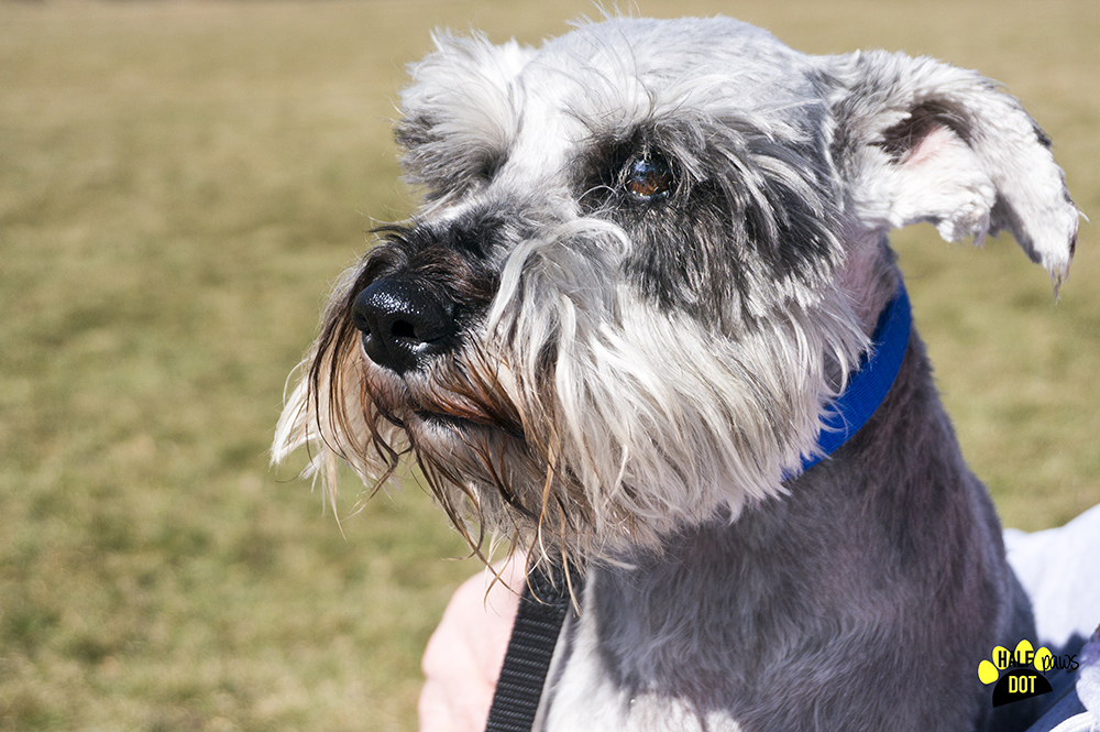 Ivan (Mini Schnauzer for adoption)