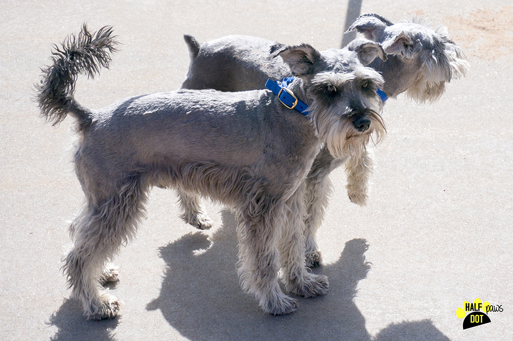 Ivan & Yuri (Mini Schnauzers for adoption)