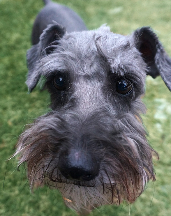 Jack (Schnoodle for adoption)