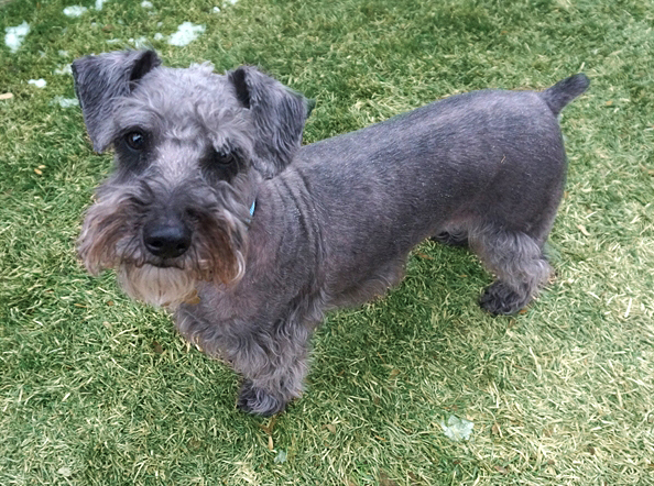 Jack (Schnoodle for adoption)