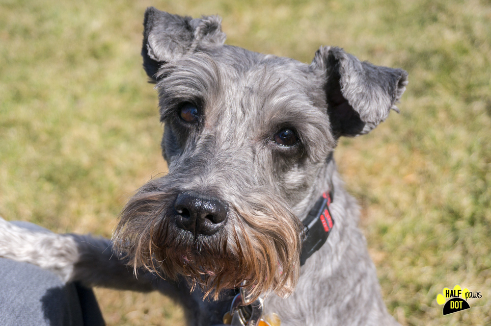 Jake (Mini Schnauzer for adoption)