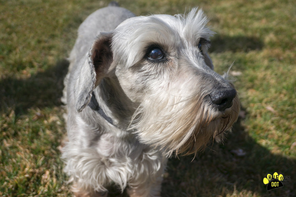 Jasper (Mini Schnauzer for adoption)