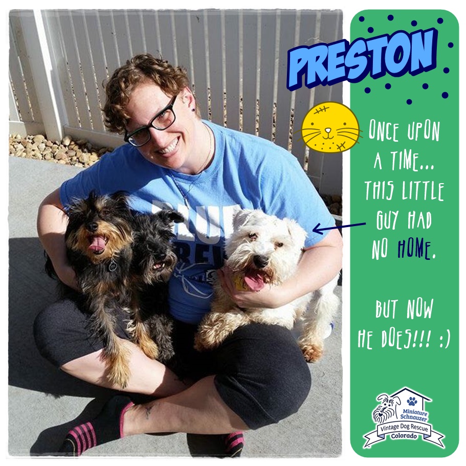 Preston (Mini Schnauzer) adopted