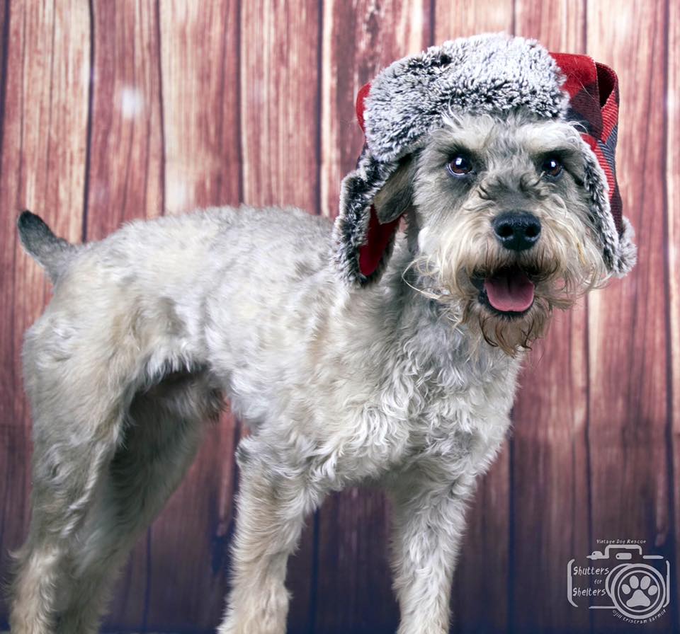 Rocky (Mini Schnauzer for adoption)