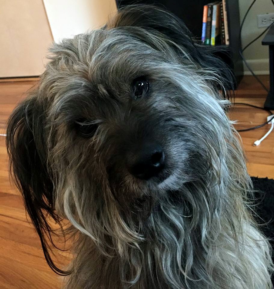 Mowgli (Terrier mix for adoption)