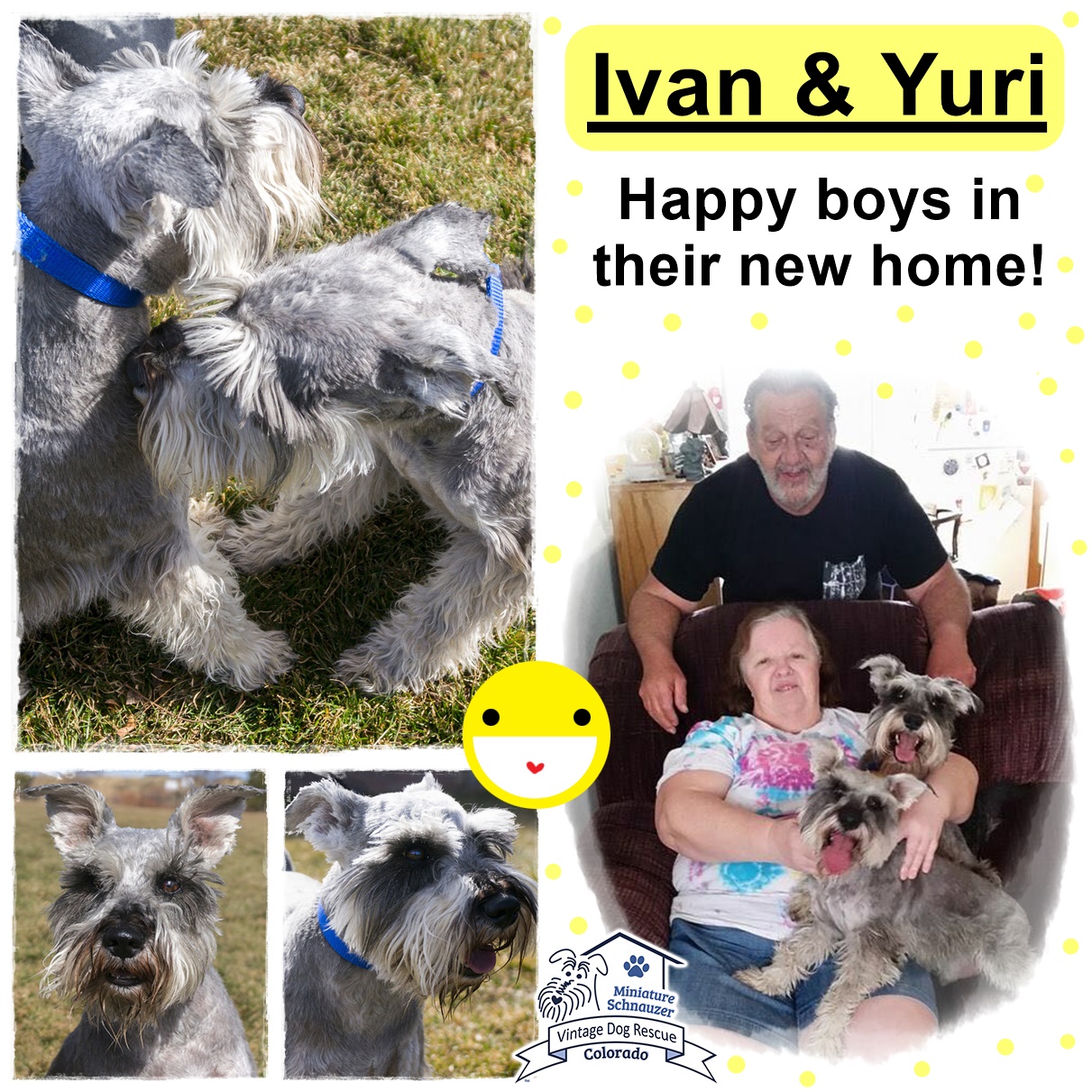 Yuri & Ivan (Mini Schnauzers) adopted