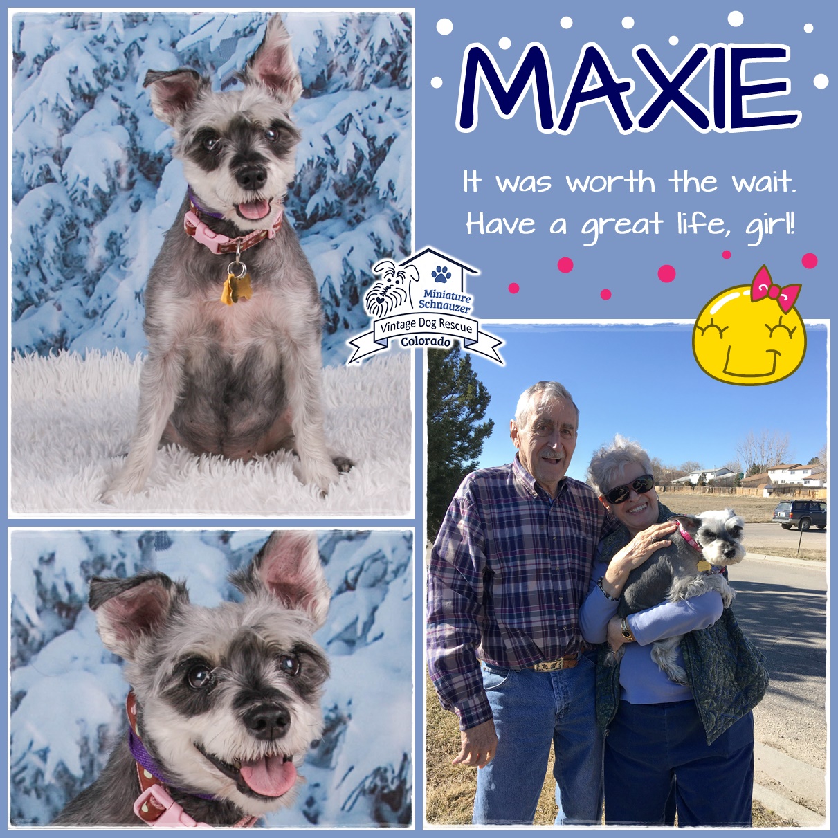 Maxie (Mini Schnauzer) adopted