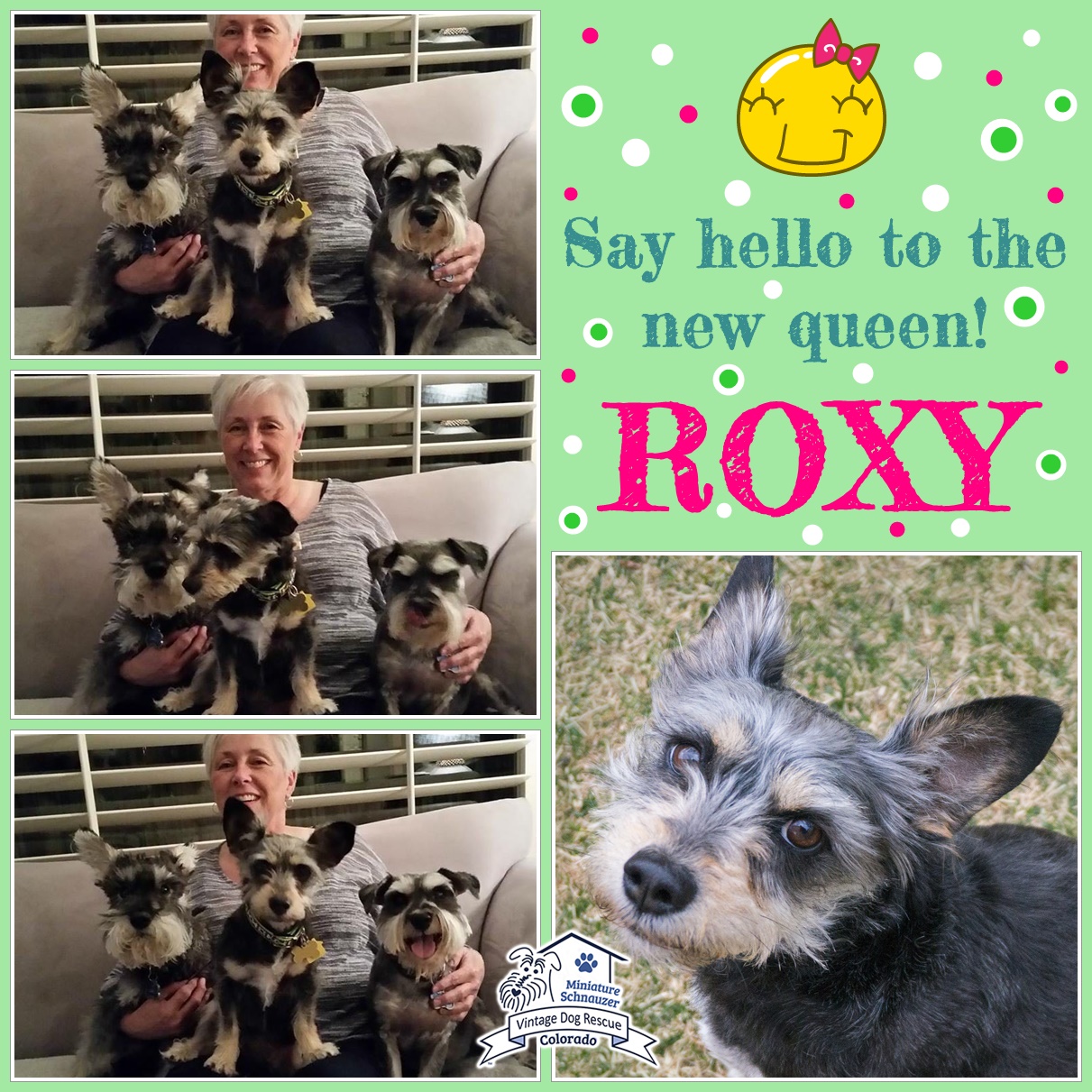 Roxy (Schnorkie Adopted)