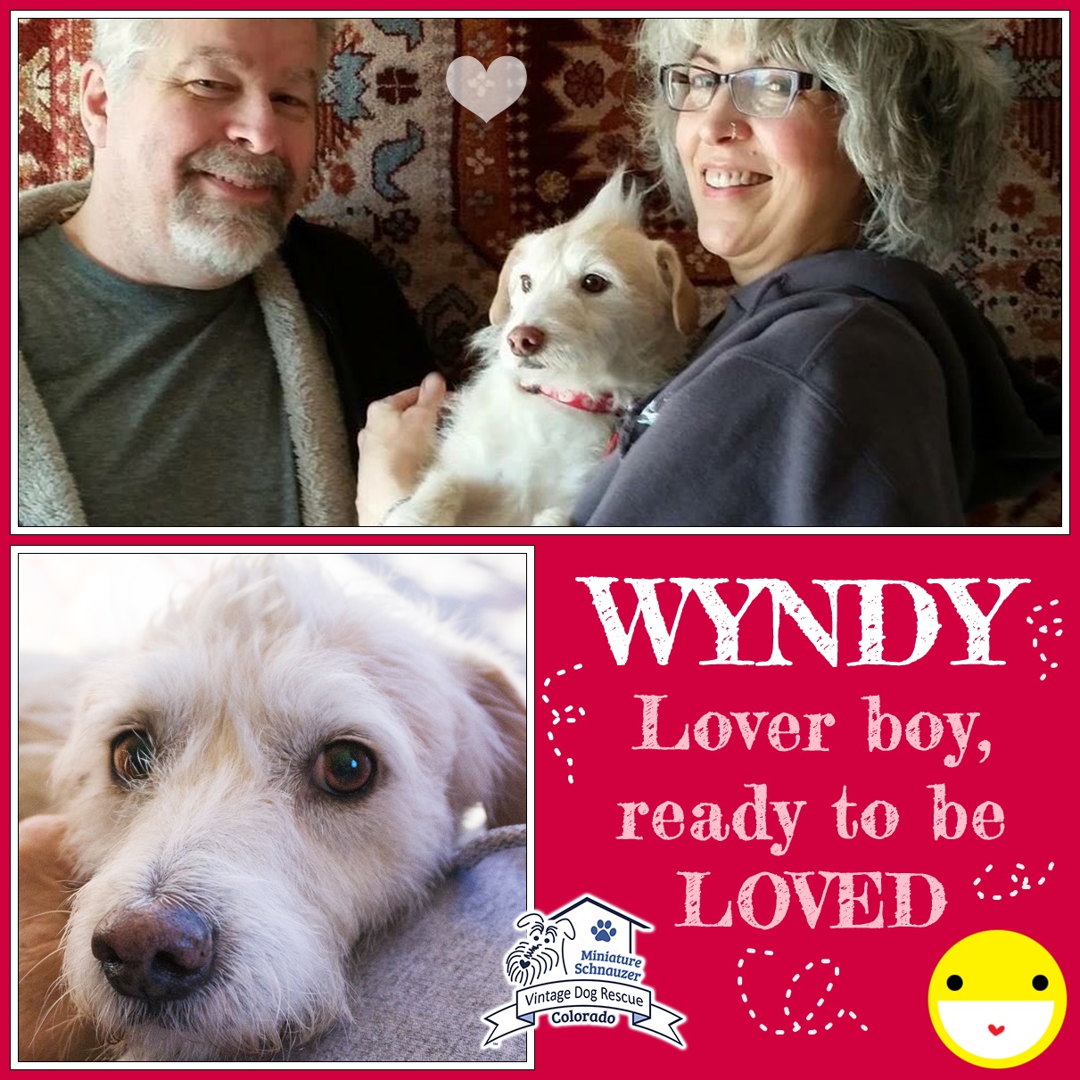 Wyndy (Terrier Mix) adopted