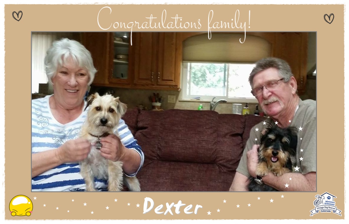 Dexter (Terrier Mix) adopted