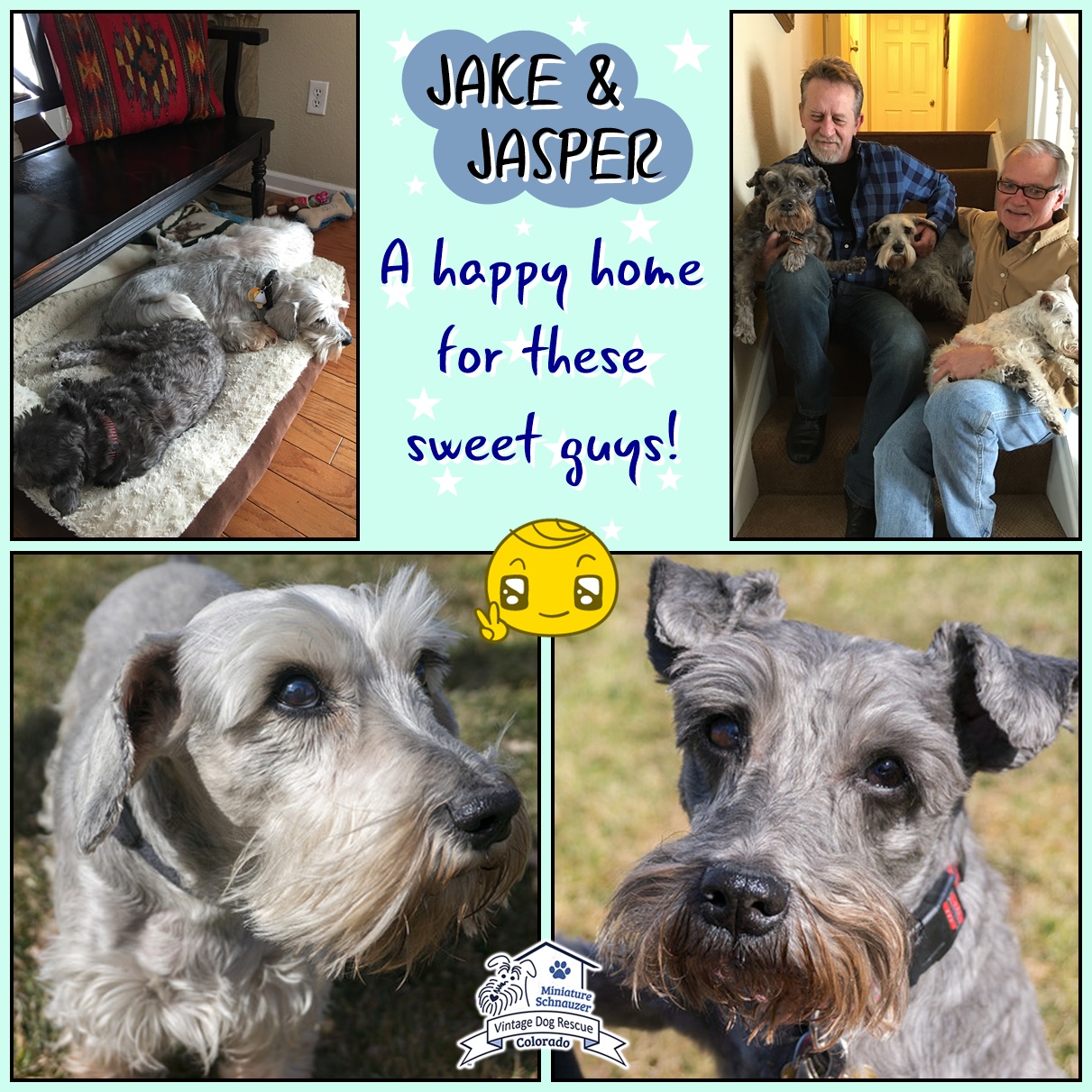 Jake & Jasper (Mini Schnauzers adopted)